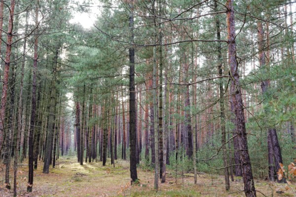 Coniferous forest, tall pine trees, in the Dahme-Heideseen nature park Park, also Dahmeland. A Natura 2000 area. Halbe, Brandenburg, Germany