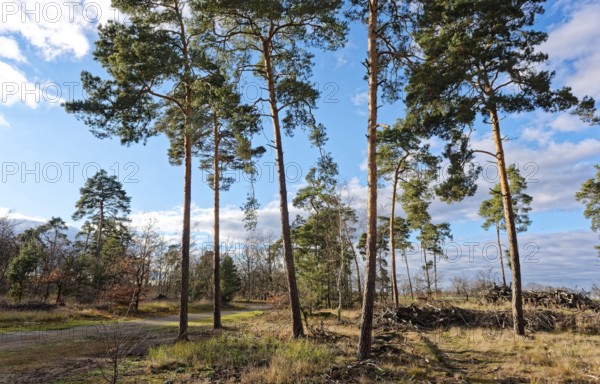 Pines in the countryside of GroÃŸ LÃ¼bbenau in the Oberspreewad-Lausitz district, UNESCO Spreewald Biosphere Reserve. LÃ¼bbenau, Brandenburg, Germany