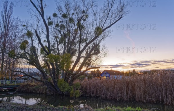 Mistletoe on a tree in front of the evening sky at Berste near Kreblitz in the Dahme-Spreewald district in Lower Lusatia. Kreblitz, Luckau, Brandenburg, Germany