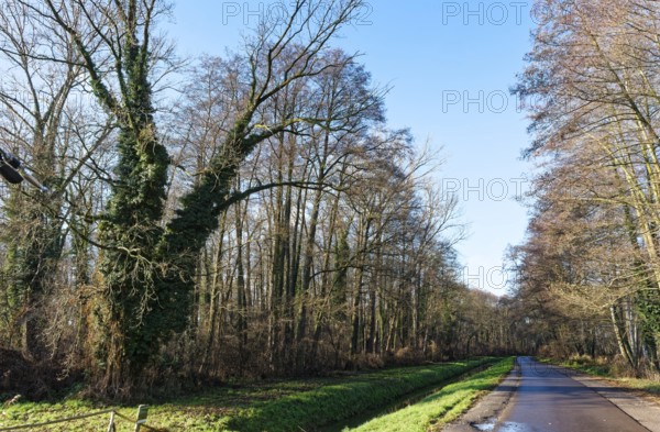 Overgrown trees on the side of the road along the Vetschauer MÃ¼henfleiÃŸ near Raddusch in the Oberspreewad-Lausitz district, UNESCO Spreewald Biosphere Reserve. Raddusch, Vetschau, Brandenburg, Germany