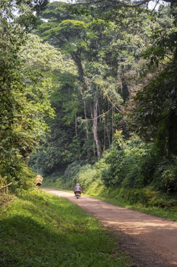 Motorbike on a road through the jungle, western region, Uganda