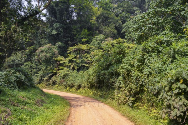 Road through the jungle, western region, Uganda