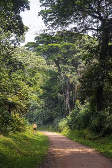 Road through the jungle, western region, Uganda
