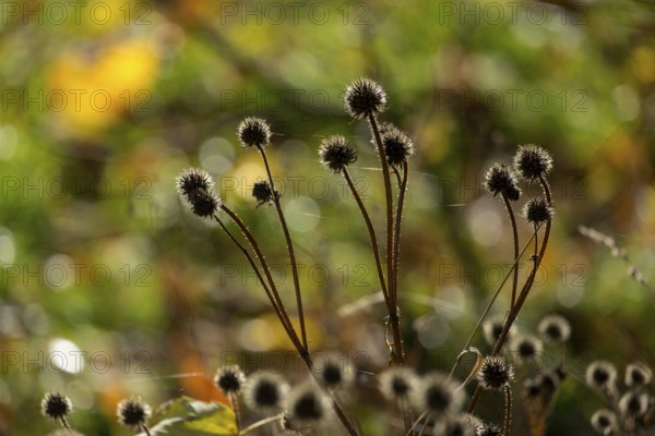 Dried burdock thistle (Carduus personata), North Rhine-Westphalia, Germany