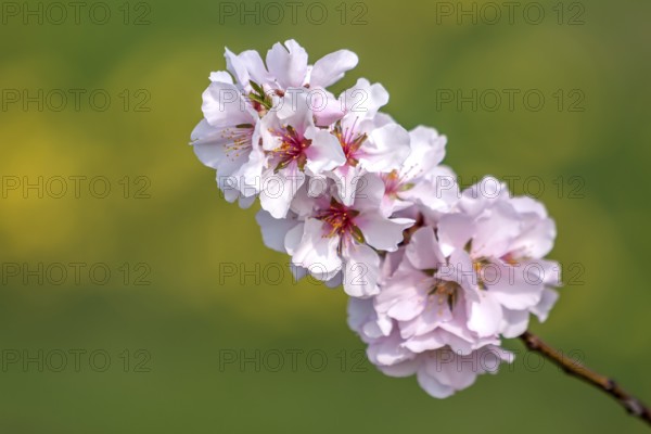 Almond blossom (Prunus dulcis), flowering branch, Palatinate, Rhineland-Palatinate, Germany