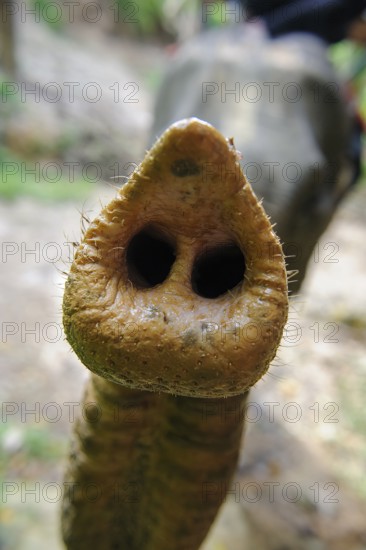 Indian elephant (Elephas maximus indicus) stretching its trunk towards the viewer, Thailand