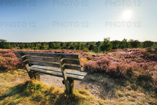 Idyllic wooden bench in the midst of the blooming LÃ¼neburger Heide, Osterheide near Schneverdingen, Lower Saxony, Germany