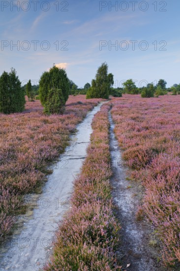 Tangled dirt road in the middle of blooming southern heath, Lower Saxony, Germany