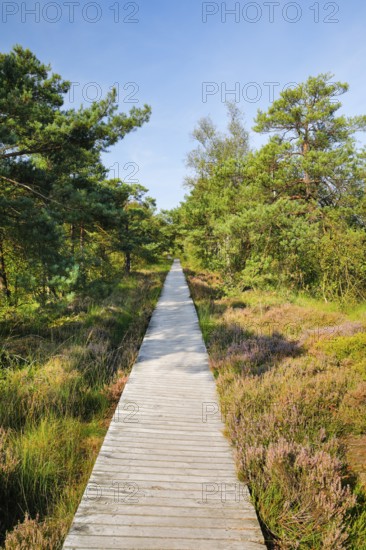 Bohlensteg leads through Pietmoor in the LÃ¼neburger Heide nature park Park, Lower Saxony, Germany