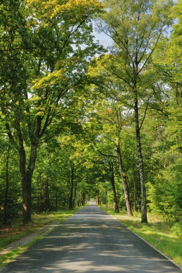 Tree-lined street near FaÃŸberg, Lower Saxony, Germany