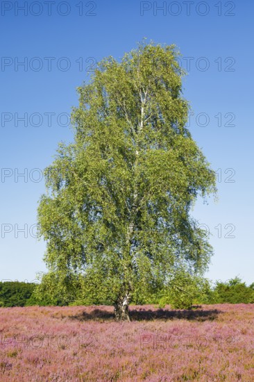 Large birch tree in the blooming LÃ¼neburg Heath, Lower Saxony, Germany