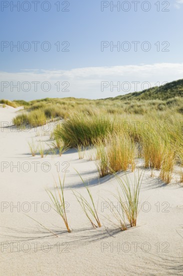 Sand dunes on the elbow on the island of Sylt, Germany
