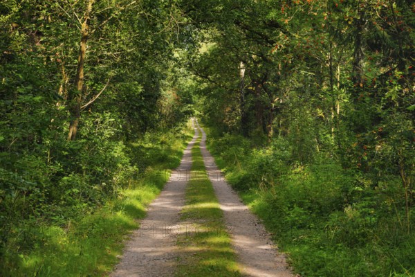 Dirt road leads through dreamy forest in the LÃ¼neburger Heide nature park Park, Lower Saxony, Germany