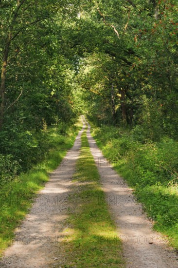 Dirt road leads through dreamy forest in the LÃ¼neburger Heide nature park Park, Lower Saxony, Germany