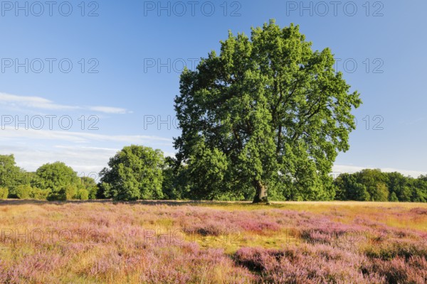 Large oak tree in the blooming LÃ¼neburger Heide, Lower Saxony, Germany