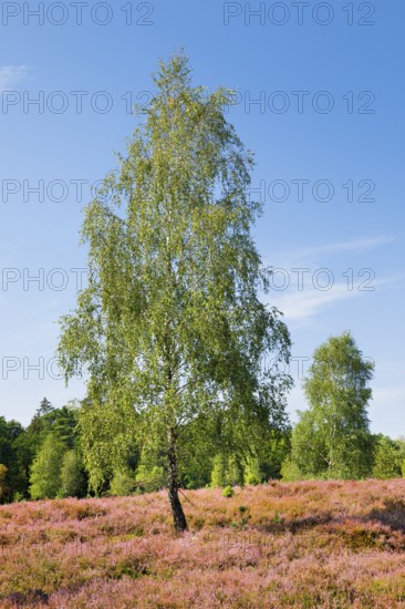 Birch trees in the blooming LÃ¼neburg Heath, Lower Saxony, Germany
