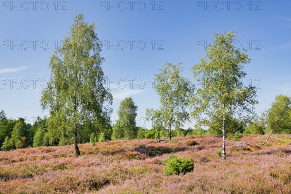 Birch trees in the blooming LÃ¼neburg Heath, Lower Saxony, Germany