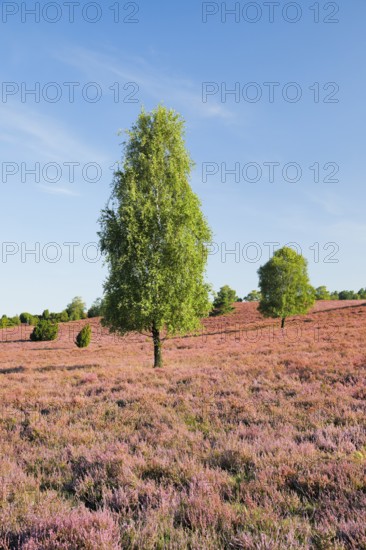 Free-standing birch trees in the blooming LÃ¼neburger Heide near Oberhaverbeck, Lower Saxony, Germany