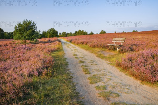 Idyllic wooden bench in the midst of the blooming LÃ¼neburg Heath, Lower Saxony, Germany