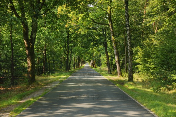Tree-lined street near FaÃŸberg, Lower Saxony, Germany