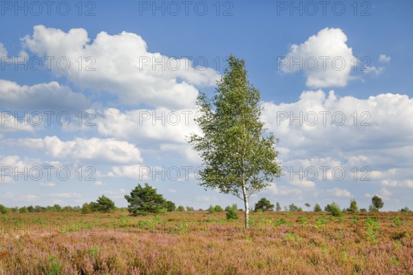 Birch tree in the blooming LÃ¼neburg Heath, Lower Saxony, Germany
