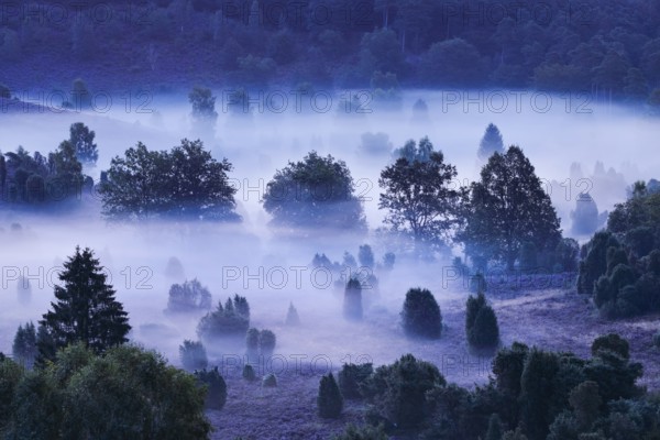 Forest and clouds of fog in Totengrund in the LÃ¼neburger Heide, Lower Saxony, Germany