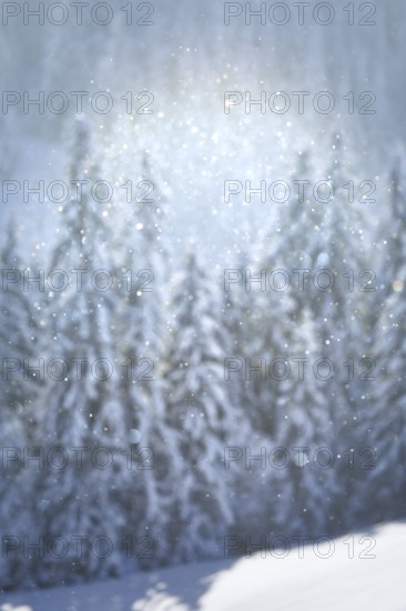 Fresh snow-covered spruce forest