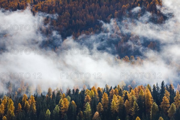Coniferous forest with larch and spruce trees crossed by clouds of fog, Engadin, Canton of GraubÃ¼nden, Switzerland