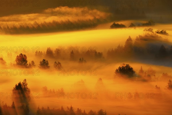 Clouds of fog and forest near the Rothenthurm high moor, Canton of Schwyz, Switzerland