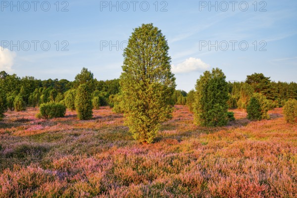 Juniper in the blooming southern heath near Schmarbeck, Lower Saxony, Germany