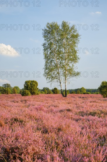 Birches and junipers in the blooming southern heath near Schmarbeck, Lower Saxony, Germany