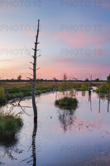 Dead wood spikes in moor water, Seelein in Pitzmoor, LÃ¼neburger Heide nature park Park near Schneverdingen, Lower Saxony, Germany