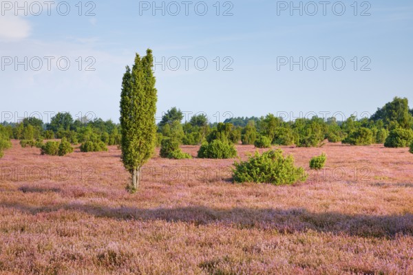 Juniper trees in the blooming southern heath near Schmarbeck, Lower Saxony, Germany