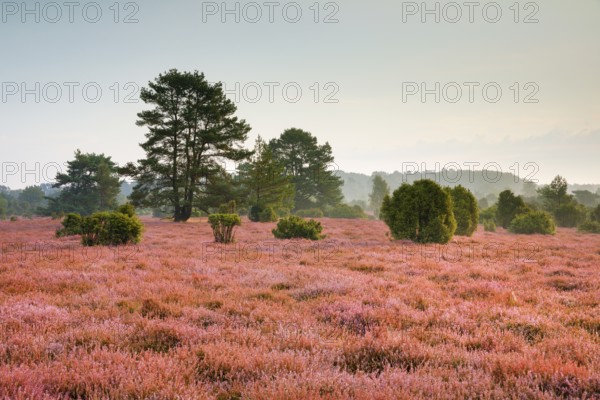Junipers and pines in the blooming southern heath, Schmarbeck, Lower Saxony, Germany