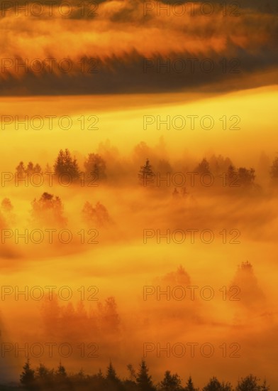 Clouds of fog and forest near the Rothenthurm high moor, Canton of Schwyz, Switzerland