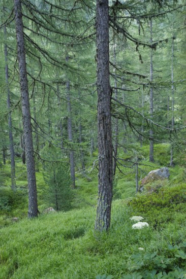Lichen-covered larch forest in Val d'Hérens, Canton of Valais, Switzerland