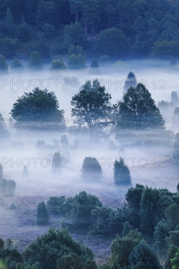 Forest and clouds of fog in Totengrund in the LÃ¼neburger Heide, Lower Saxony, Germany