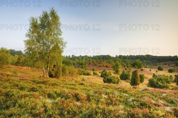 Trees and blooming heath at Totengrund in the LÃ¼neburger Heide nature park Park, Lower Saxony, Germany
