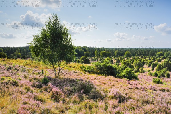Trees and blooming heath near Steingrund in the LÃ¼neburger Heide nature park Park, Lower Saxony, Germany