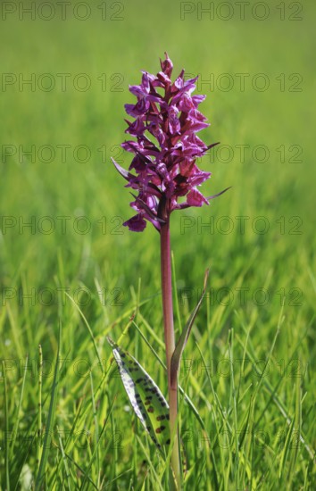 Blooming spotted orchid, Swiss Alps