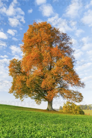 Lime tree, Zurich Oberland, Switzerland