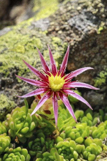 Blooming mountain houseleek