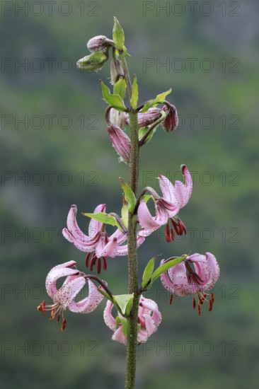 Martagon lily in the Swiss Alps, Canton of Bern, Switzerland