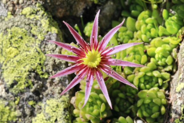 Blooming mountain houseleek