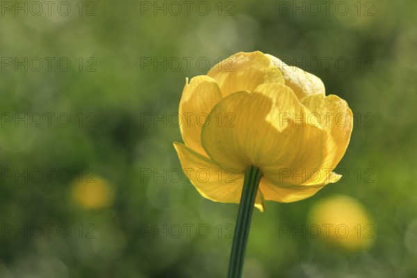 Blooming troll flower in mountain summer, Alps