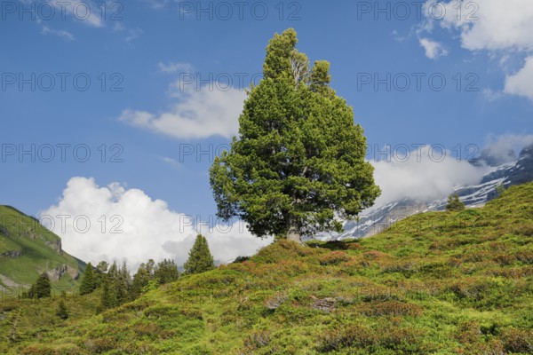 Old pine on Engstlenalp in Gental, Canton of Bern, Switzerland
