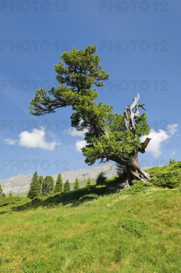 Old pine on Engstlenalp in Gental, Canton of Bern, Switzerland