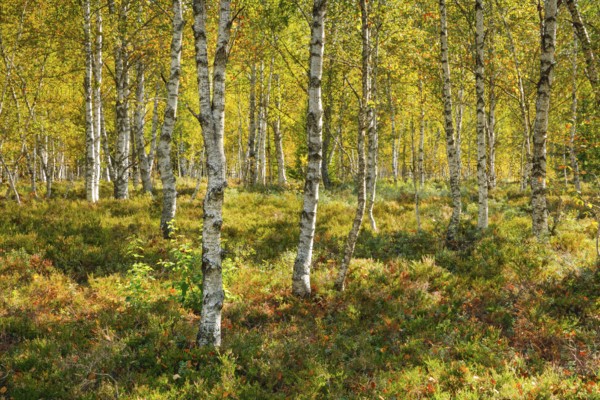 Birch forest and blueberry bushes in backlight, near Les Ponts-de-Martel in the canton of NeuchÃ¢tel, Switzerland