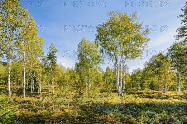 Large birch trees in early autumn with sunshine and blue sky, high moor near Les Ponts-de-Martel, Canton of NeuchÃ¢tel, Switzerland