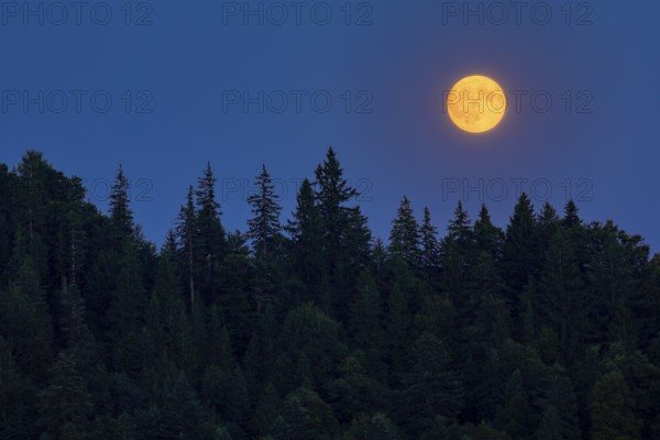 Full moon rise over forest in summer, Switzerland